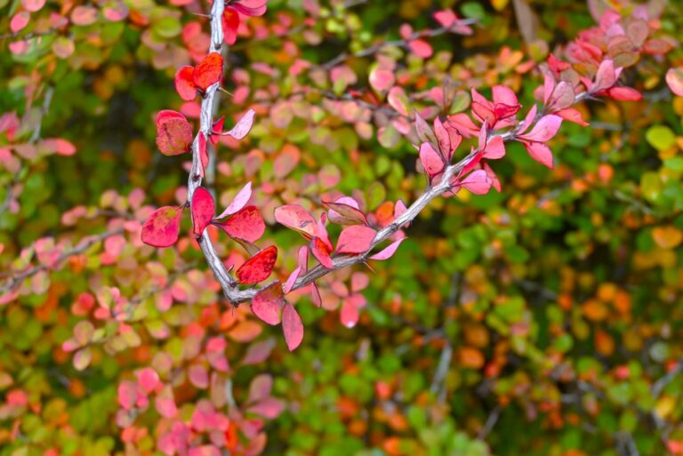 japanese barberry
