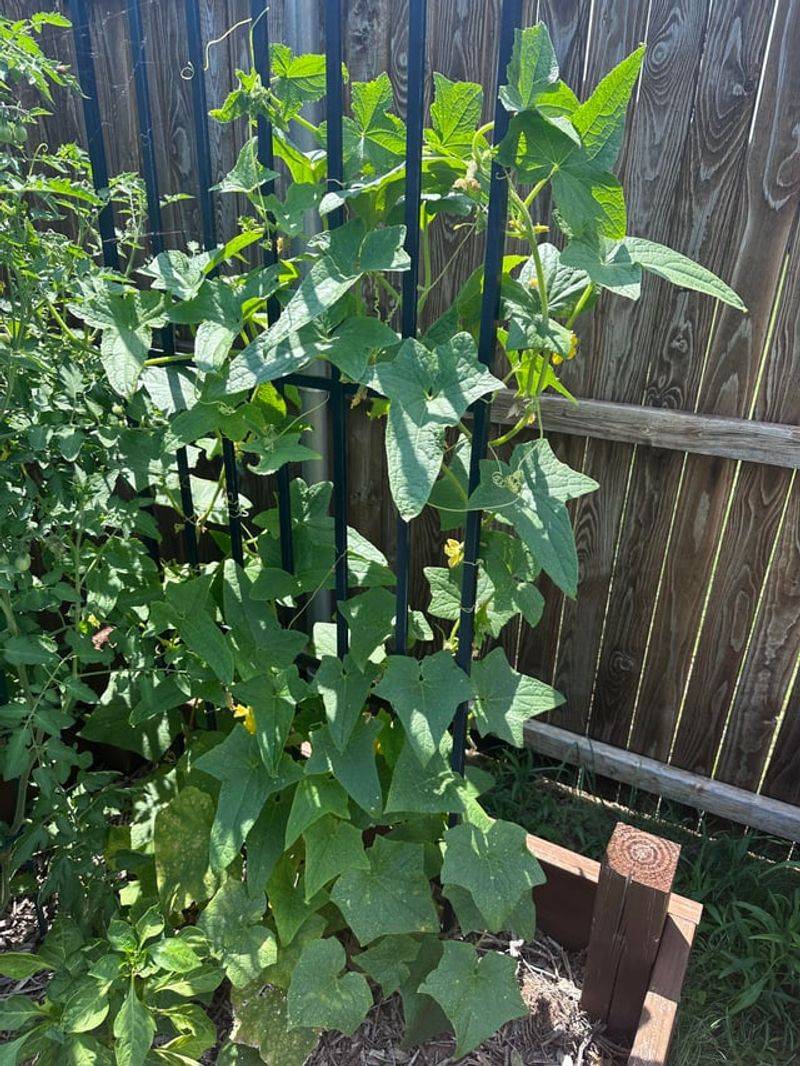 Cucumbers Can Crowd Zinnias And Limit Airflow