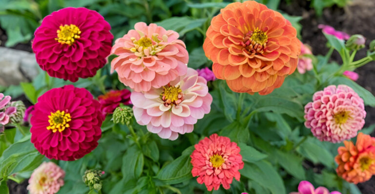 7 Plants Texas Gardeners Should Think Twice Before Growing Next To Zinnias