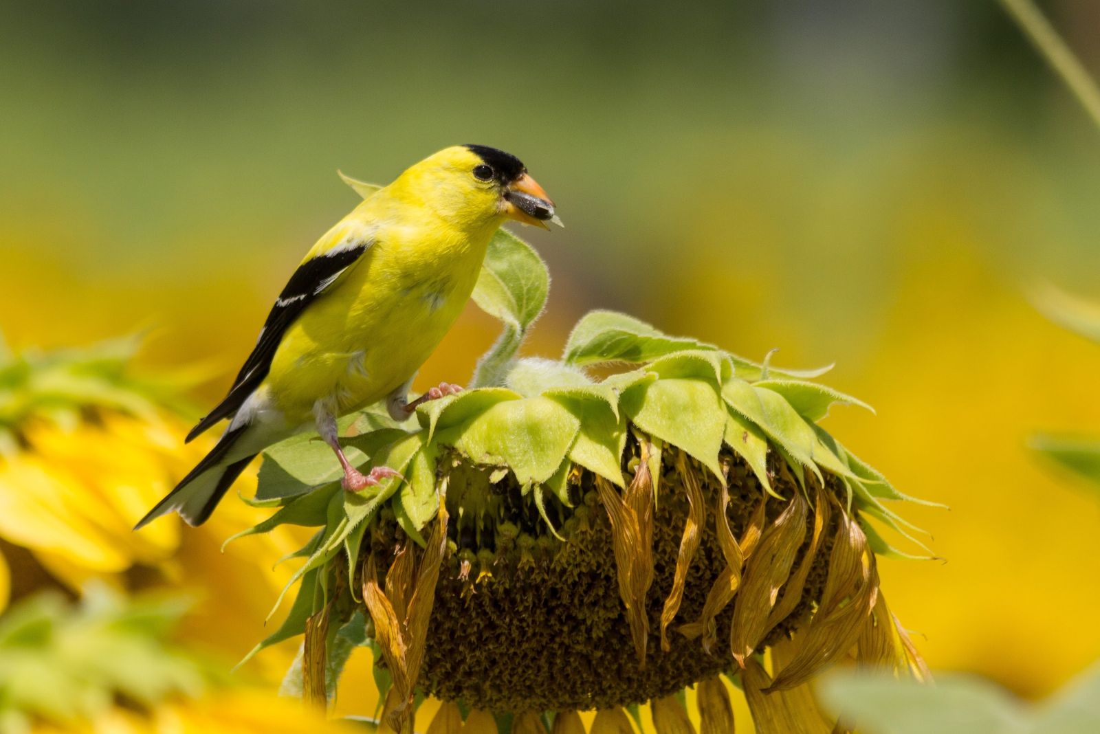 goldfinch on sunflower