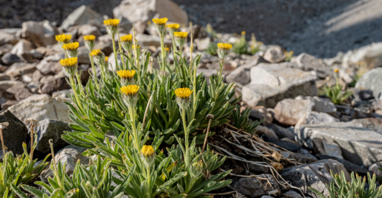 plants (featured image)