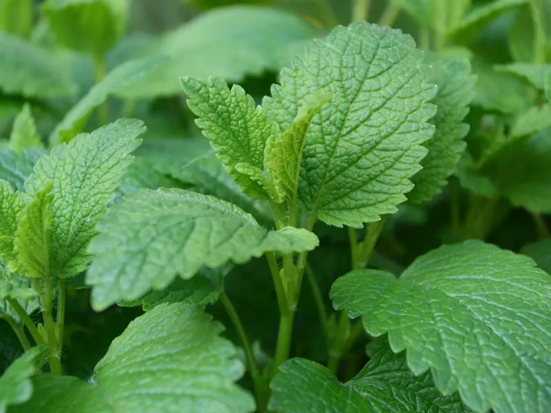 Lemon Balm (Melissa Officinalis)