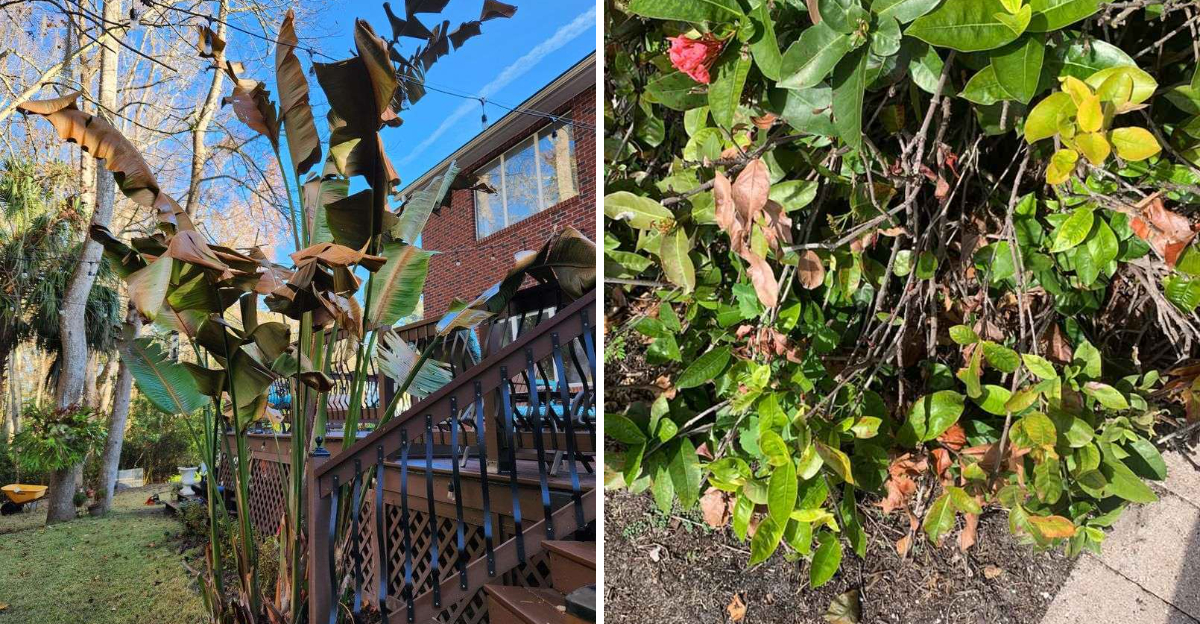 frost damaged bird of paradise and ixora
