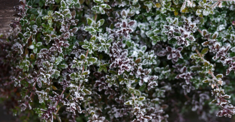 frost on thyme
