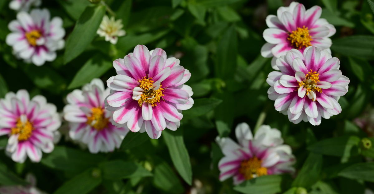 zinnias