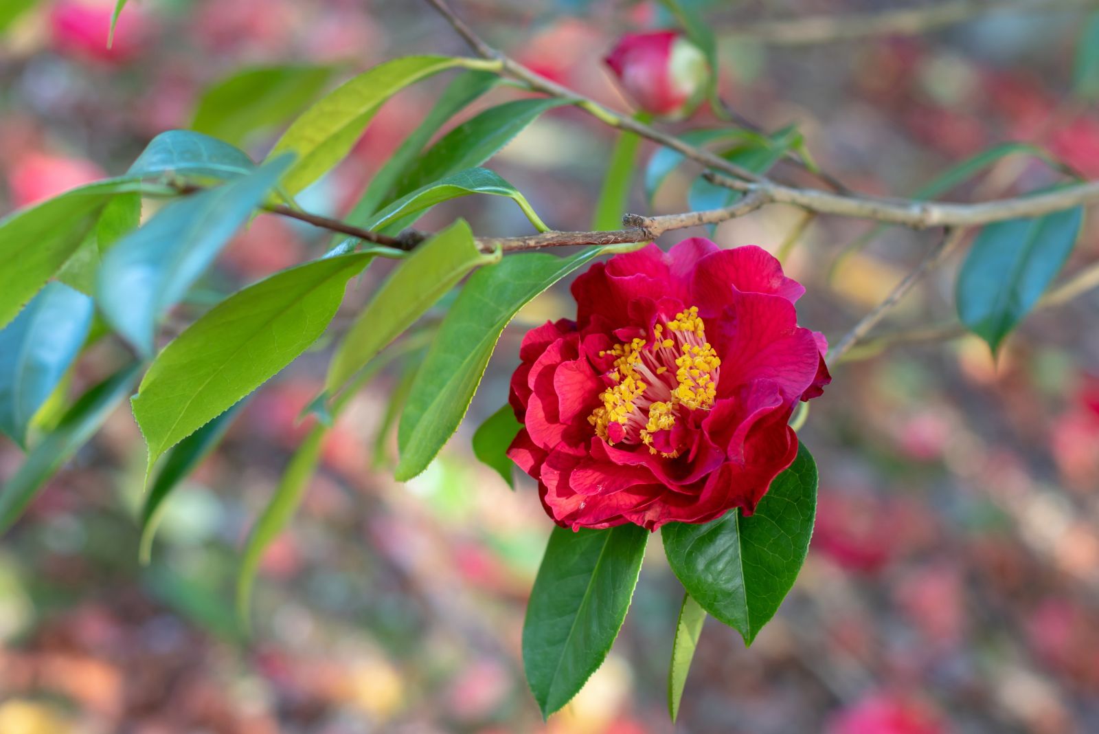 common camellia