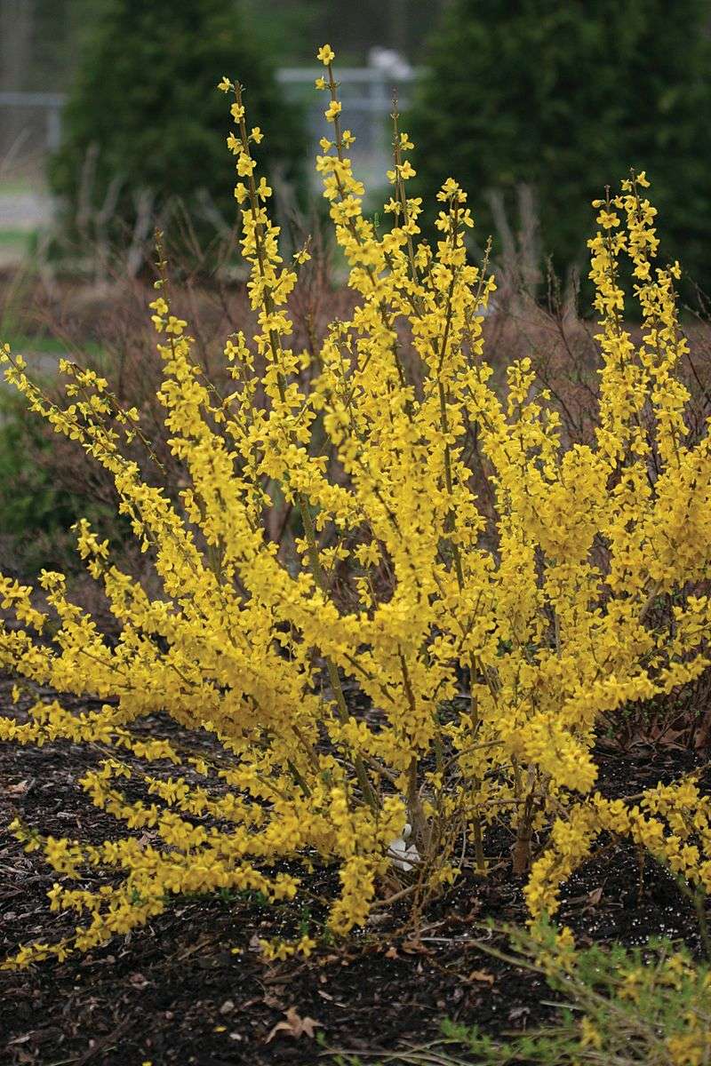 Forsythia (Forsythia x Intermedia)