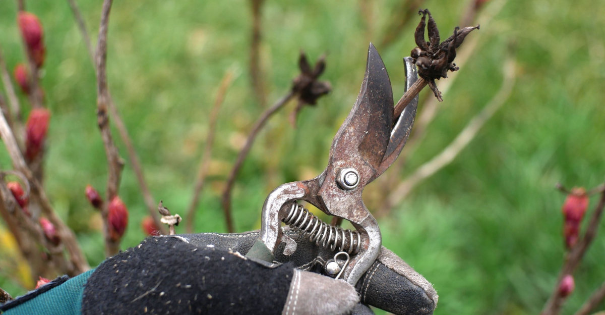 pruning shrub