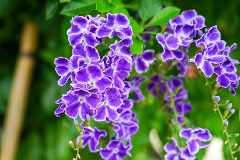 purple duranta