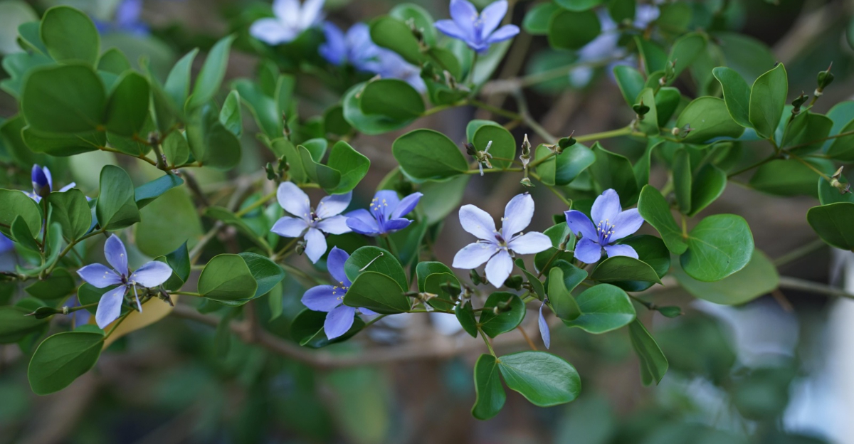 Guaiacum officinale flowers (Lignum Vitae)