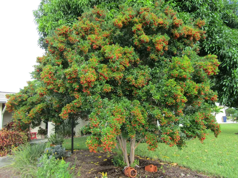 Bahama Strongbark Brings Rare Beauty To Small Spaces