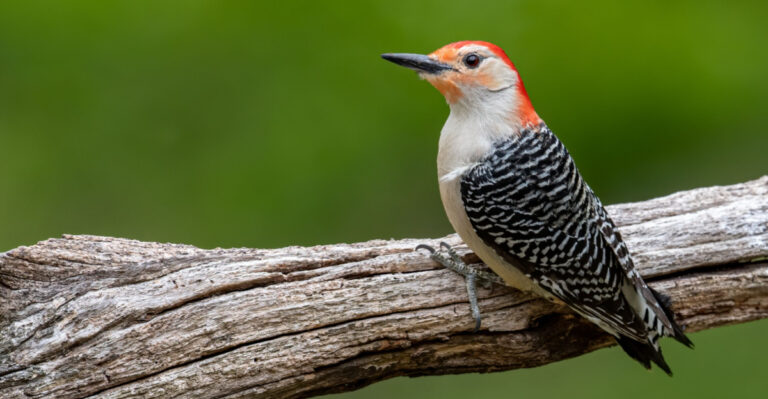 Red bellied Woodpecker