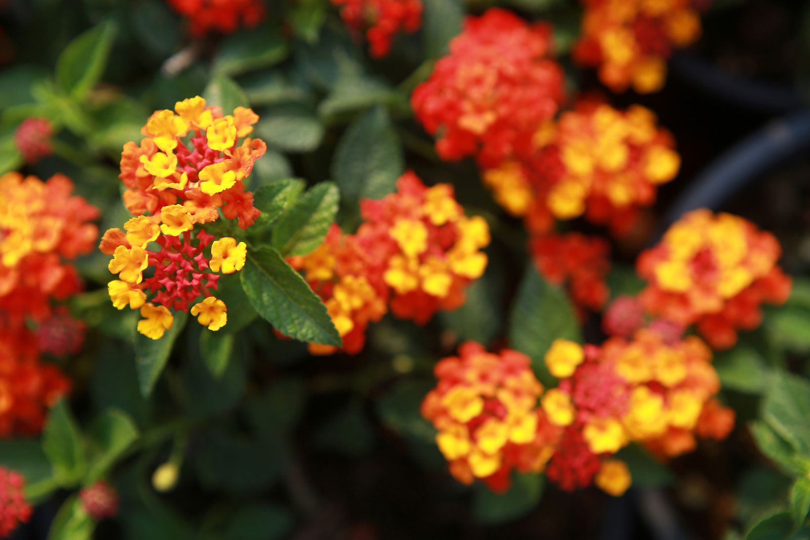 texas lantana
