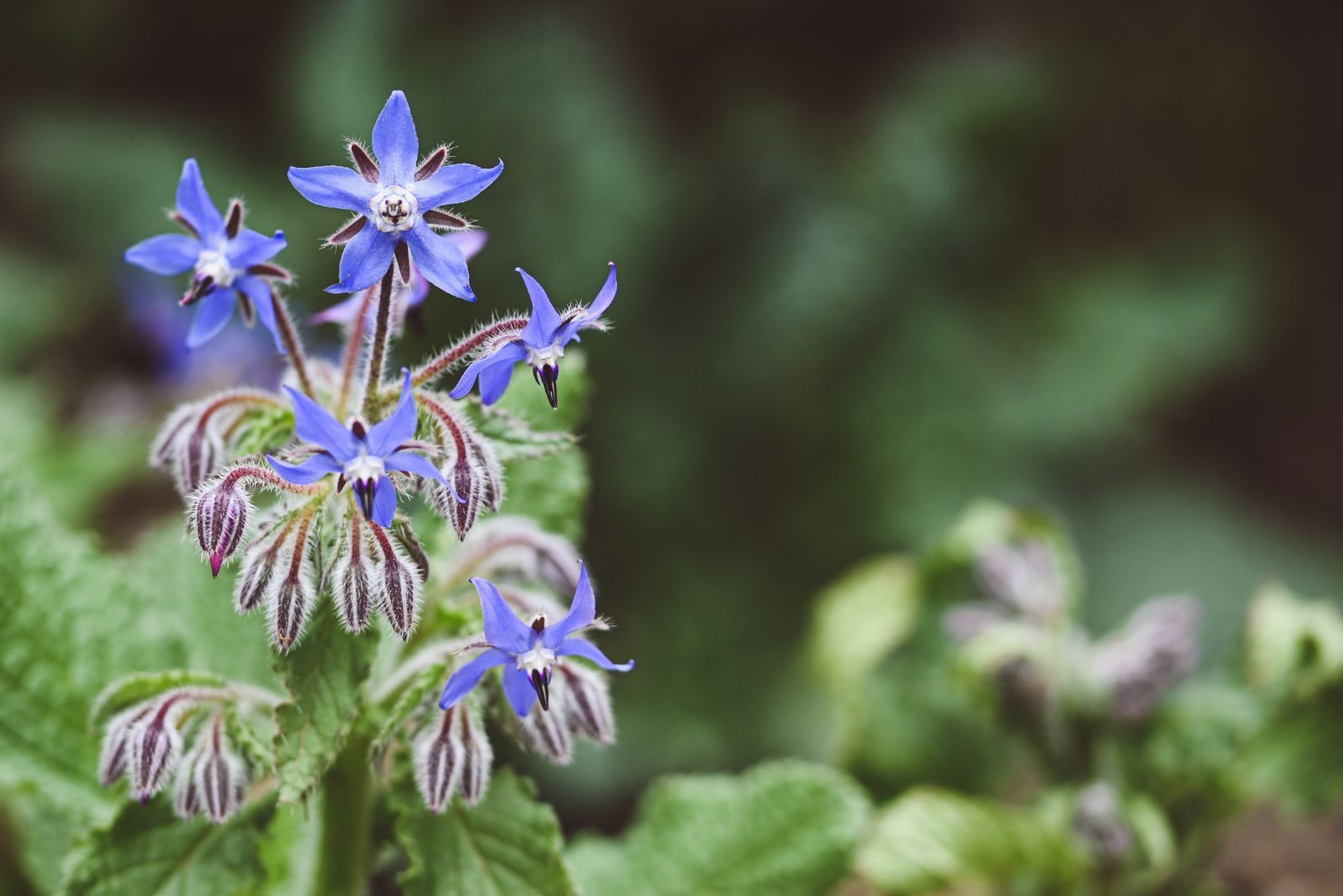 borage