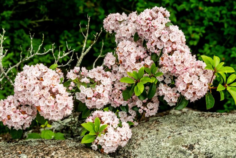 mountain laurel