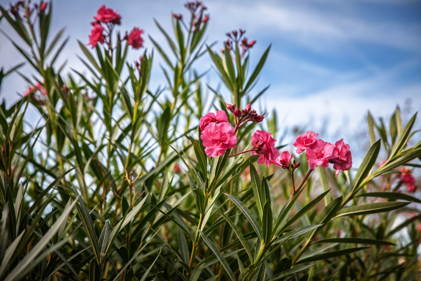 oleander