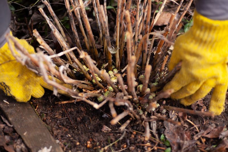 Panicle Hydrangea Blooms On New Wood And Can Be Pruned Now