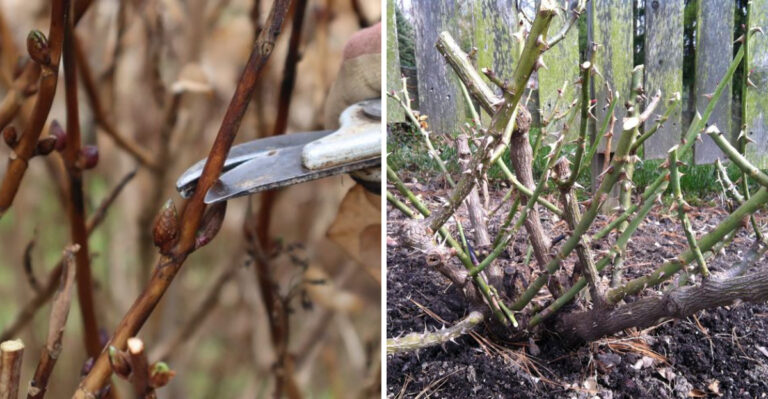 pruning shrubs