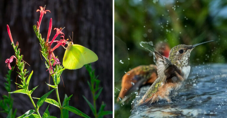 7 Simple Changes That Bring More Pollinators Into Arizona Gardens