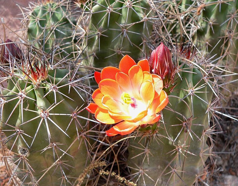 Cholla For Hedgehog Cactus