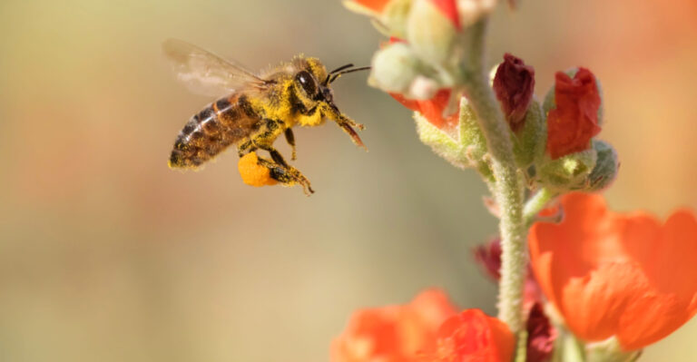 7 Simple Plant Swaps That Can Boost Pollinators In Arizona Gardens