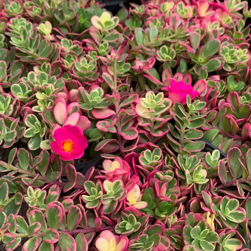 Choose Heat Tolerant Annuals That Handle Rising Temperatures