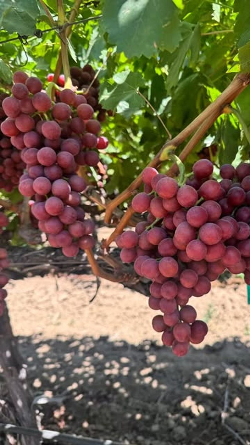 Choose Heat-Tolerant Grape Varieties