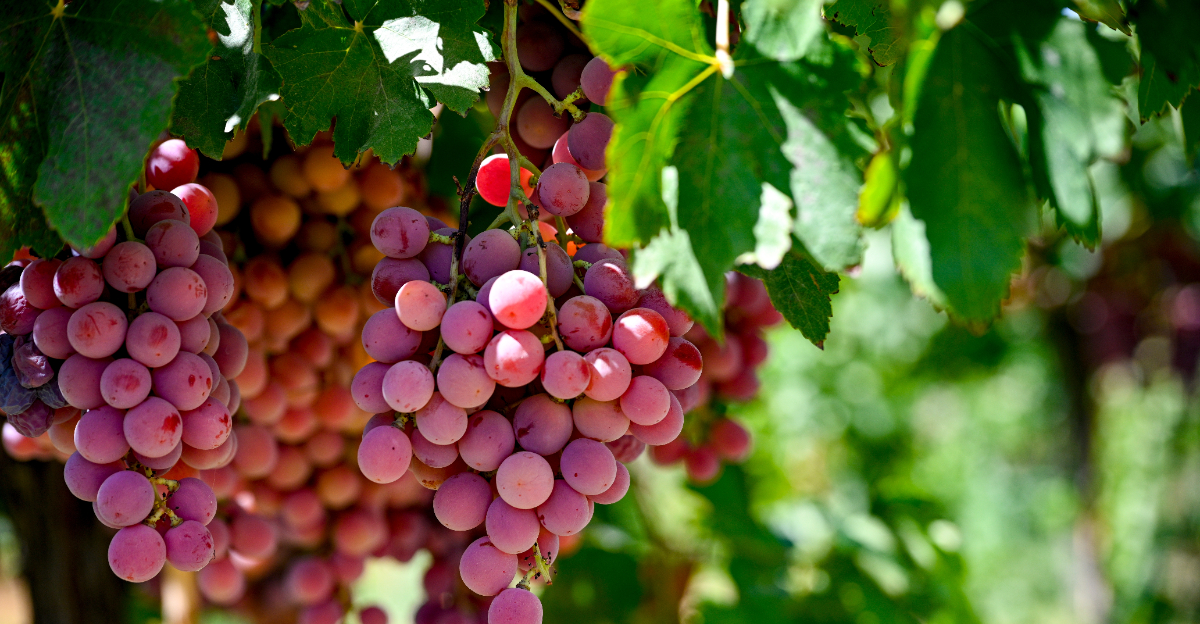 grapes (featured image)