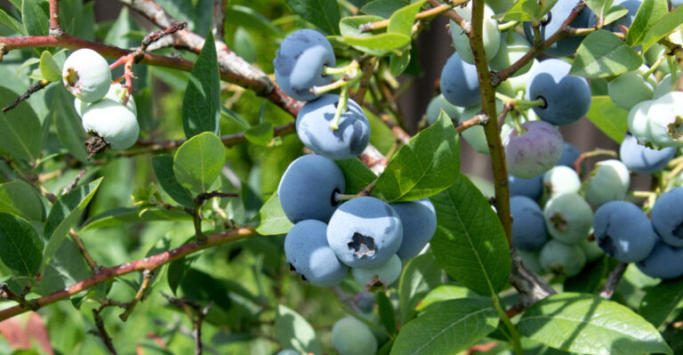 blueberries (featured image)