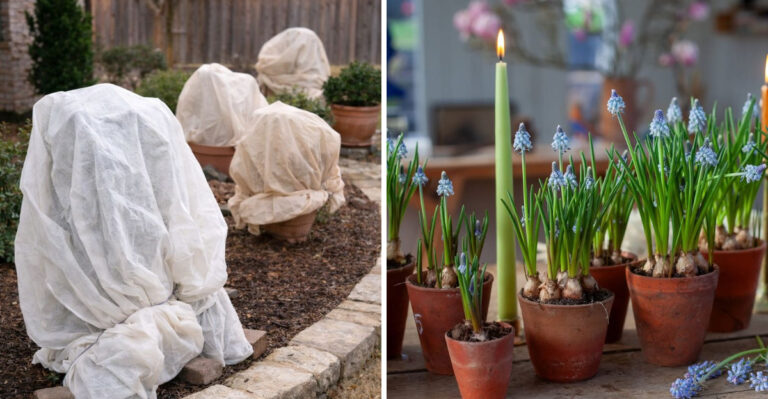 7 Simple Ways To Save New Growth From Late Frost In Georgia Gardens