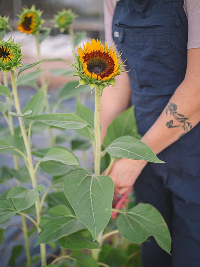 Sunflowers Need Full Sun All Day In Arizona