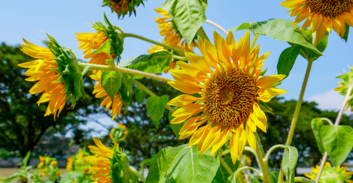 plant (featured image)