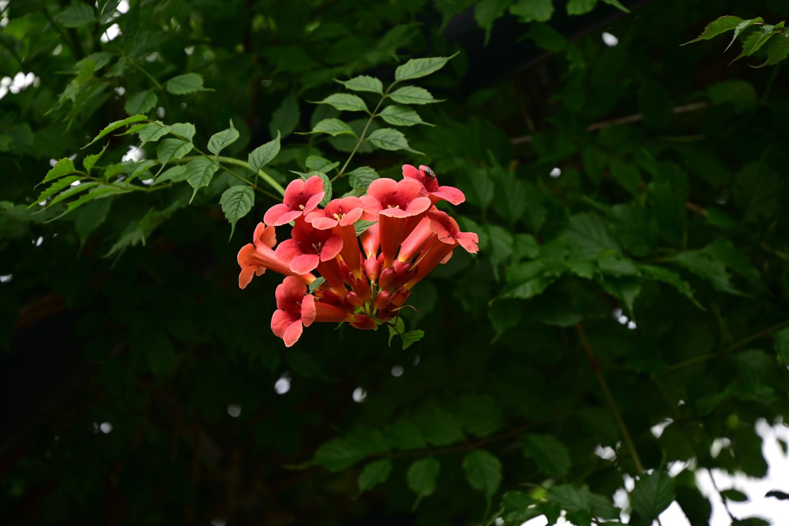 flowering vine
