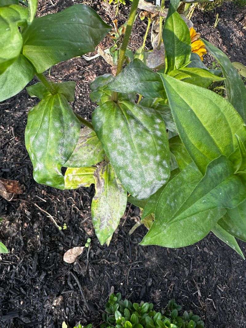 Powdery Mildew Fungal Disease