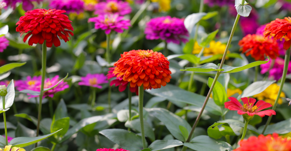 7 Things North Carolina Gardeners Should Watch Out For When Growing Zinnias