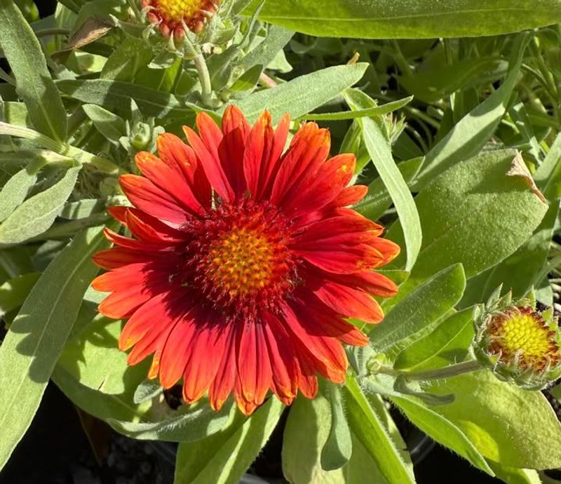 Plant Blanket Flowers In Full Sun For Best Blooming
