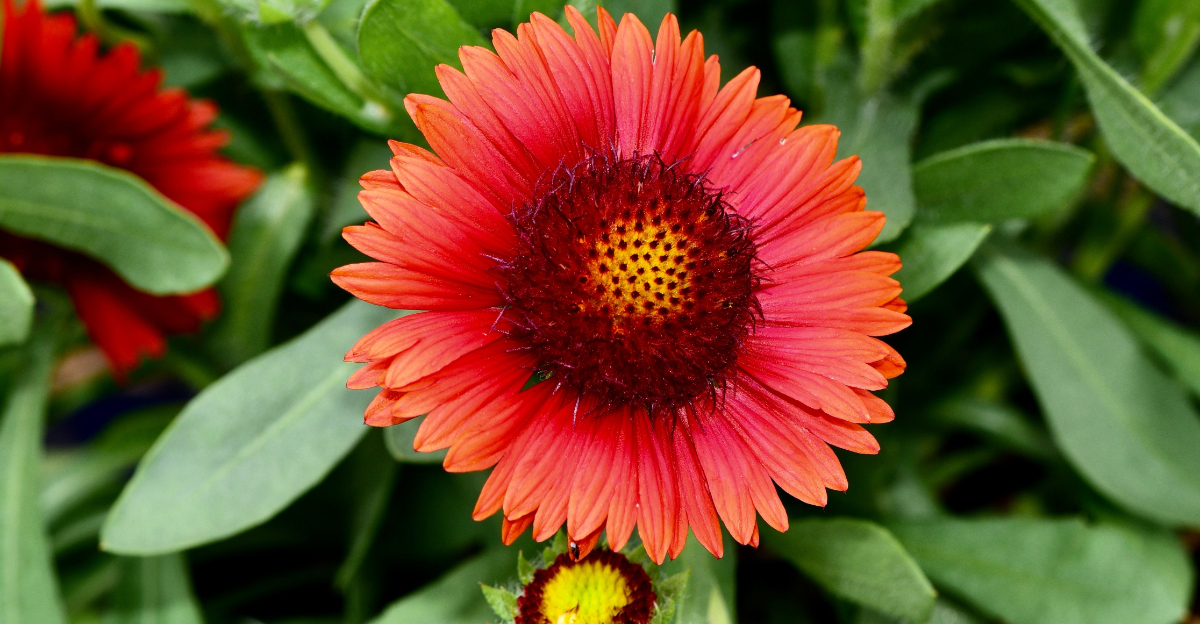 blanket flower (featured image)