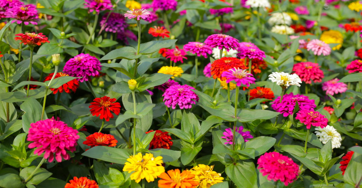 plants (featured image)