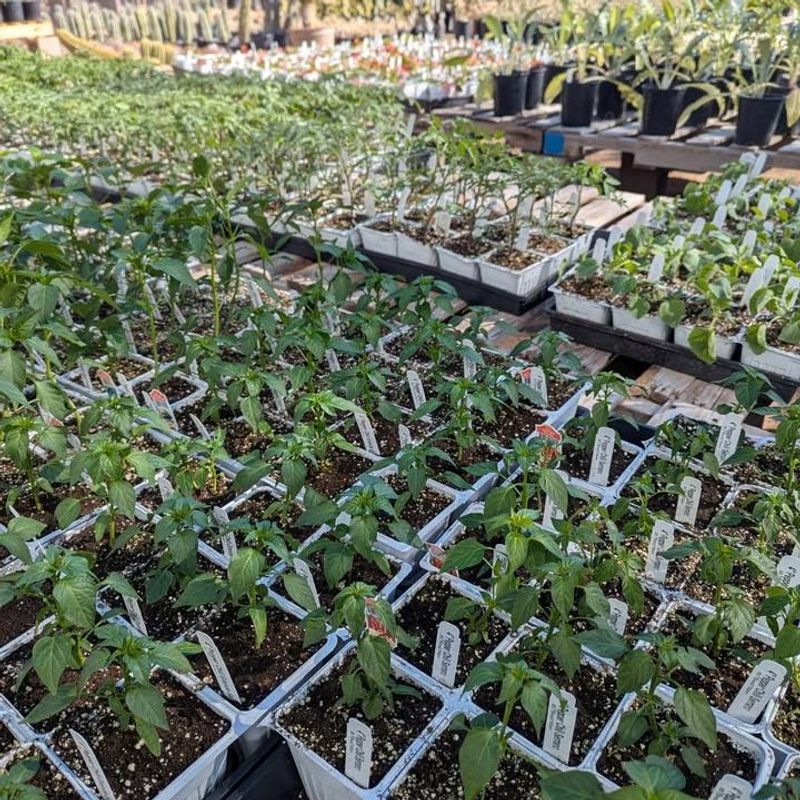 Long-Season Crops Need A Bigger Head Start In Ohio