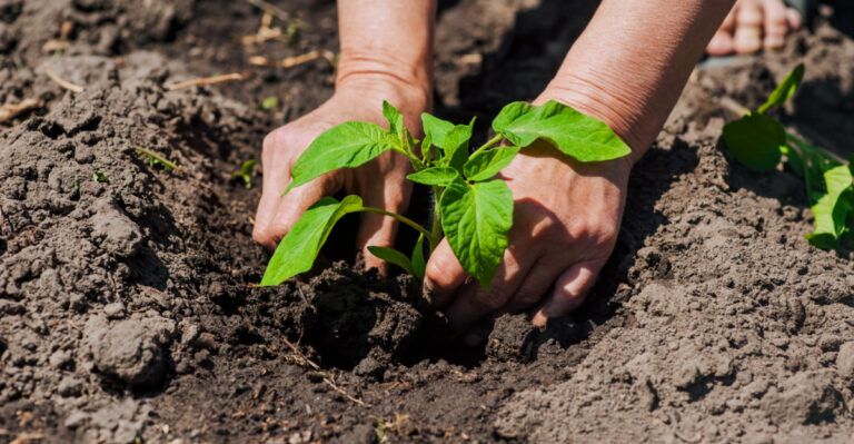 7 Times Ohio Gardeners Are Better Off Buying Seedlings Instead Of Starting Seeds