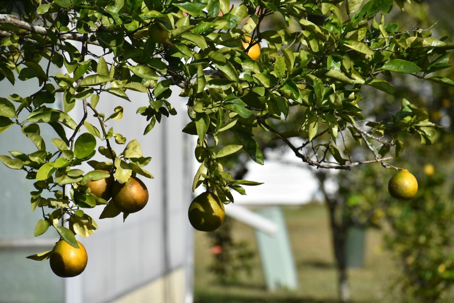 7 Tips For Growing Grapefruit Trees In Pots In Pennsylvania