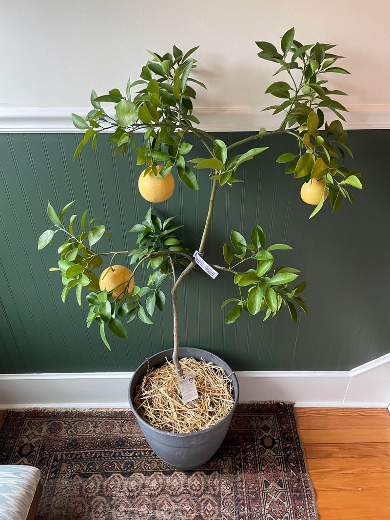 Always Grow Grapefruit Trees In Containers