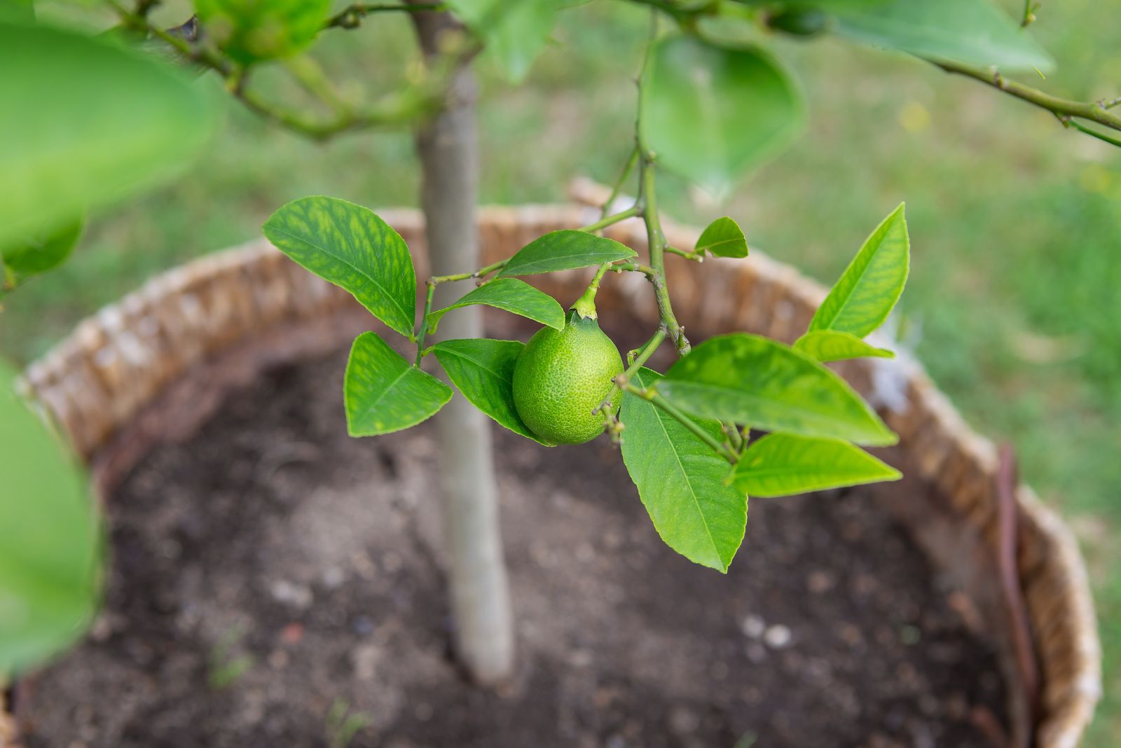 lemon in container