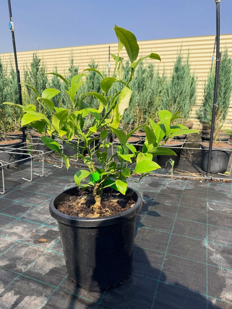 Choose The Right Lemon Variety