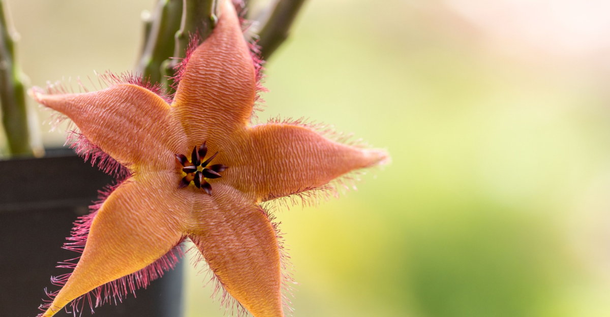stapelia