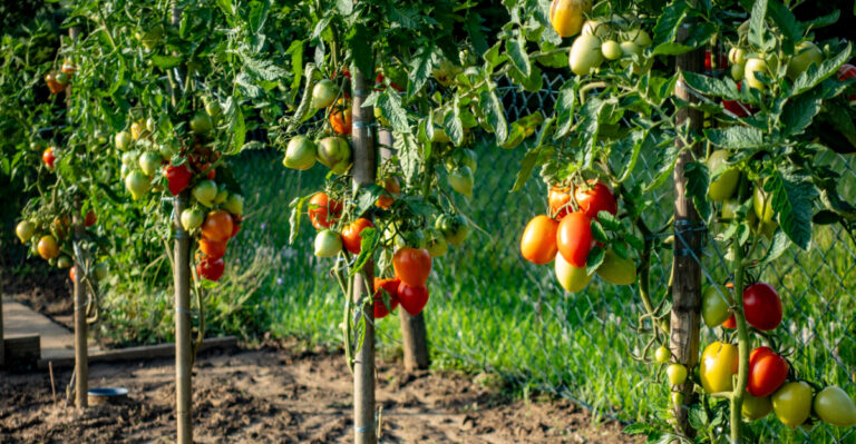 tomato garden