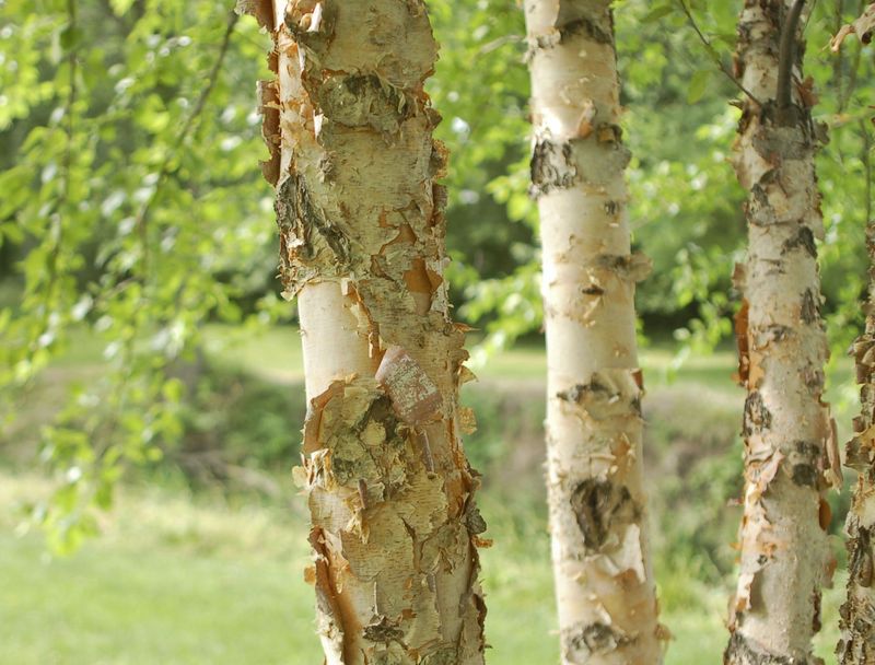 Plant River Birch Where Soil Stays Wet
