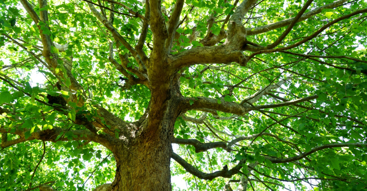 american sycamore tree