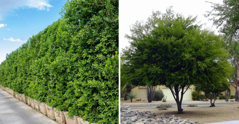 7 Trees Georgia Gardeners Love For Natural Privacy And Shade