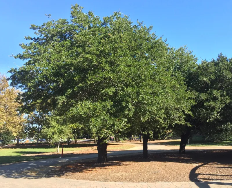 Southern Live Oak Builds Deep Shade And Long-Term Structure